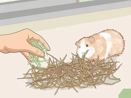 Image titled Change a Guinea Pig's Diet Step 9