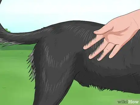 Image titled Identify a Smaland Hound Step 9