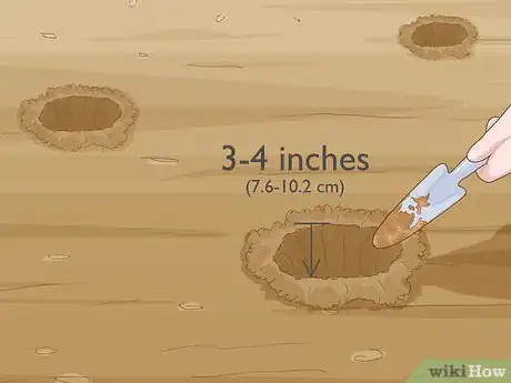 Image titled Plant Gloriosa Bulbs Step 4