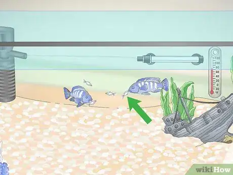 Image titled Build a Freshwater Predator Fish Aquarium Step 16
