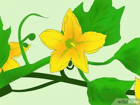 Image titled Cross Pollinate Different Vegetables to Create Hybrids Step 5
