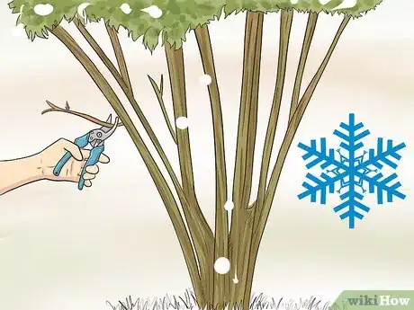 Image titled Prune Pomegranate Trees Step 8