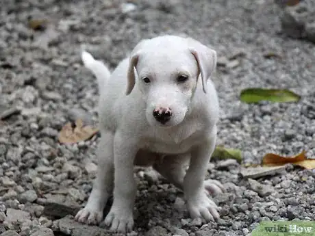 Image titled Make a Puppy Happy Step 11