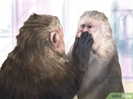 Image titled Quiet a Capuchin Monkey Step 8