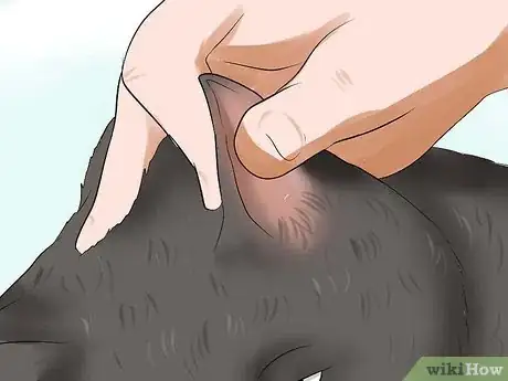 Image titled Diagnose Tapeworms in Cats Step 3