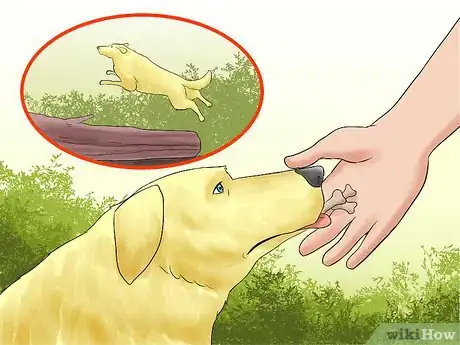 Image titled Walk a Dog in the Woods Step 15