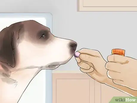 Image titled Groom a Hyper Dog Step 6