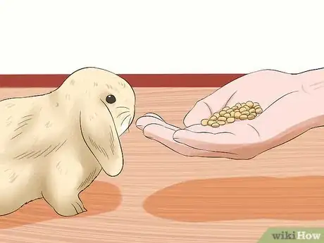 Image titled Care for Holland Lop Rabbits Step 15