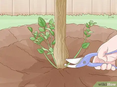 Image titled Grow Mandarin Trees Step 24