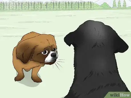 Image titled Identify a Pekingese Step 9