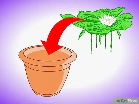 Image titled Plant Aquatic Plants Step 1