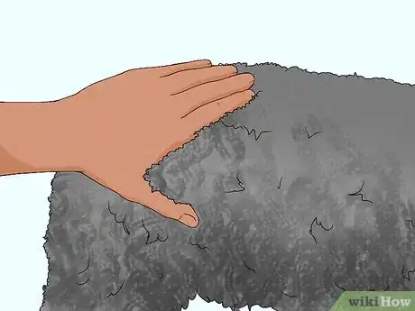 Image titled Identify an American Water Spaniel Step 8