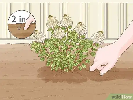 Image titled Care for Limelight Hydrangeas Step 3