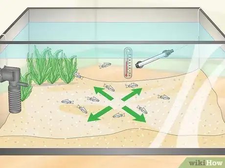 Image titled Determine Which Breed of Corydoras is Best for Your Aquarium Step 5