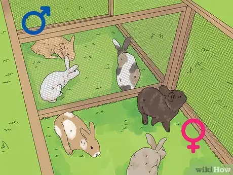Image titled Determine the Sex of a Rabbit Step 1