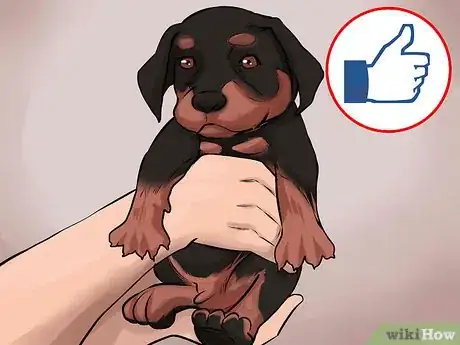 Image titled Buy a Doberman Pinscher Puppy Step 9