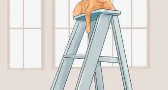 Teach a Cat to Climb a Ladder