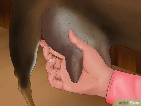 Image titled Milk a Goat by Hand Step 18