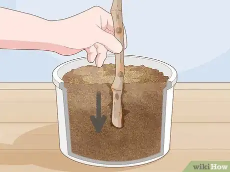 Image titled Grow a Noni Tree Step 11