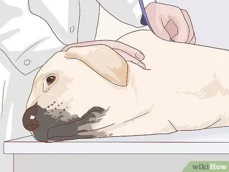 Image titled Feed an Older Dog with Heart Disease Step 12