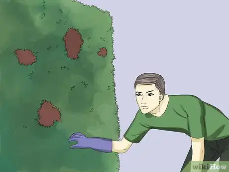 Image titled Remove an Ivy Plant Step 14