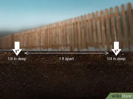 Image titled Grow Napa Cabbage Step 7