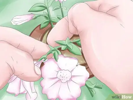 Image titled Deadhead Petunias Step 4