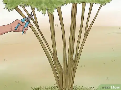 Image titled Prune Pomegranate Trees Step 6