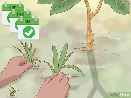 Image titled Plant Jackfruit Step 14