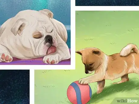 Image titled Relieve Your Dog's Boredom Step 12