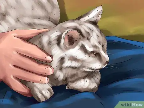 Image titled Responsibly Give a Cat As a Gift Step 7