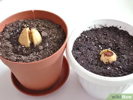 Image titled Grow an Avocado As a Houseplant Step 17