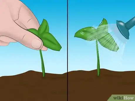 Image titled Plant a Sweet Shrub Step 7Bullet1