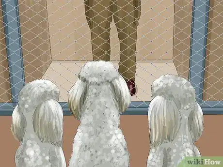 Image titled Select a Toy Poodle Step 5