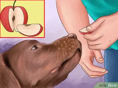 Image titled Treat Obesity in Labrador Retrievers Step 4
