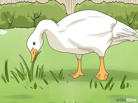 Image titled Keep Geese Step 9