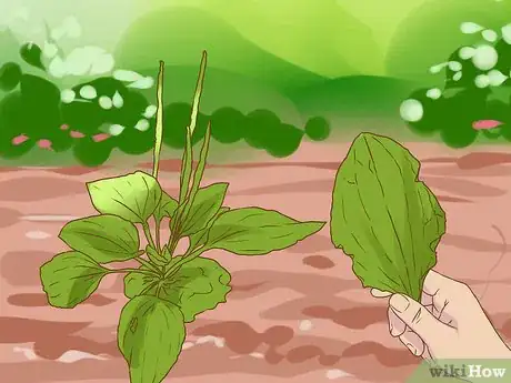 Image titled Harvest Plantain Leaves Step 4