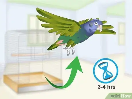 Image titled Bond with a Pionus Parrot Step 16