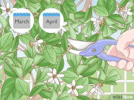 Image titled Grow Mandarin Trees Step 23