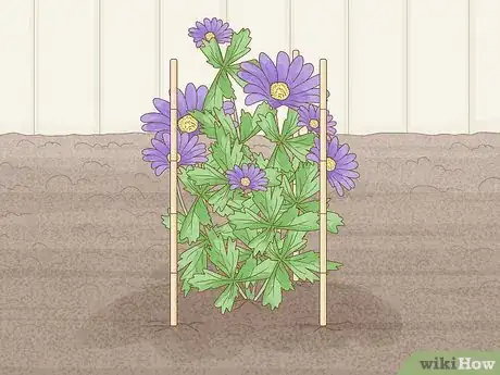 Image titled Plant Anemone Corms Step 13