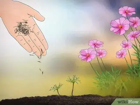 Image titled Grow Cosmos Flowers Step 16