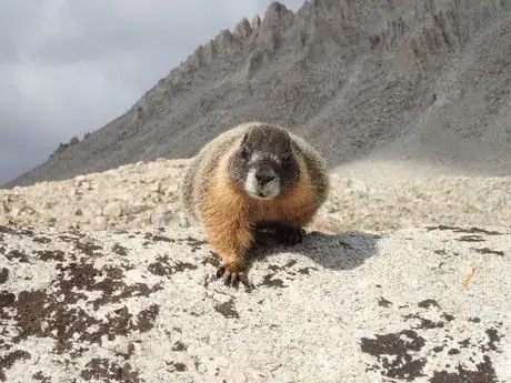 Image titled Fat Marmot.JPG