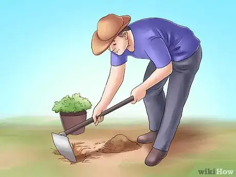 Image titled Plant Evergreen Shrubs Step 10