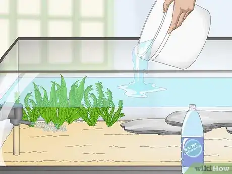 Image titled Keep Japanese Weather Loaches Step 5