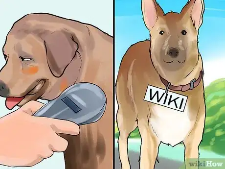 Image titled Protect Pets from Urban Dangers Step 9