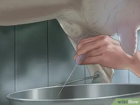 Image titled Milk a Goat by Hand Step 13