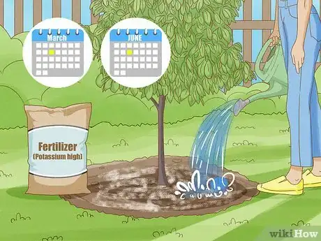 Image titled Grow Pawpaws Step 18