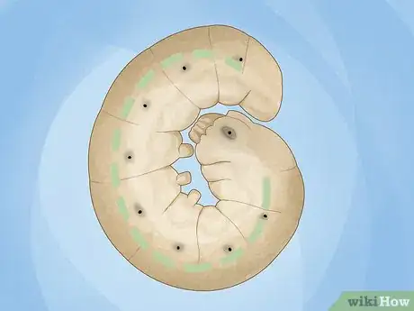 Image titled Identify Cutworm Damage Step 6