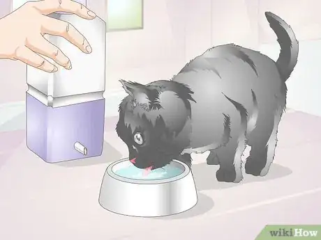 Image titled Diagnose Urinary Tract Disease in Cats Step 10