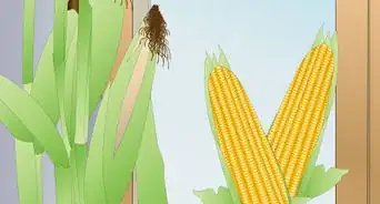 Grow Corn Indoors